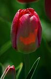 Red Tulips_48118-9
